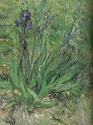 Vincent Van Gogh The Iris (nn04) oil on canvas